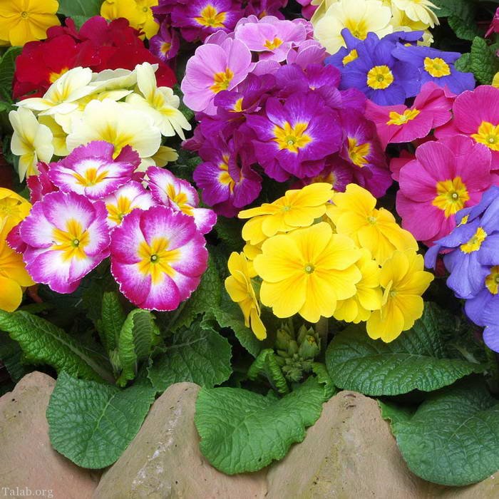 خرید گل همیشه بهار با بهترین قیمت