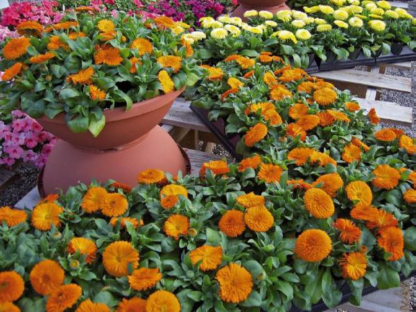 خرید گل همیشه بهار با بهترین قیمت در بازار ایران